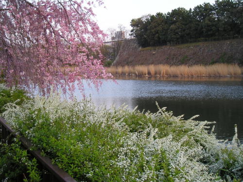 500お堀と桜.jpg