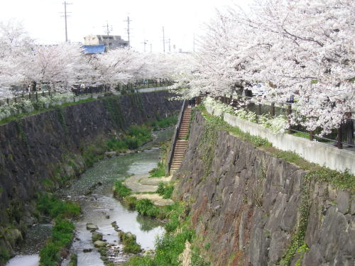 500右岸桜と川底.jpg