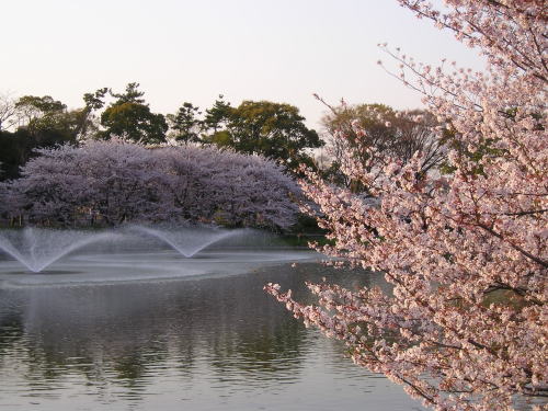 500噴水と桜.jpg