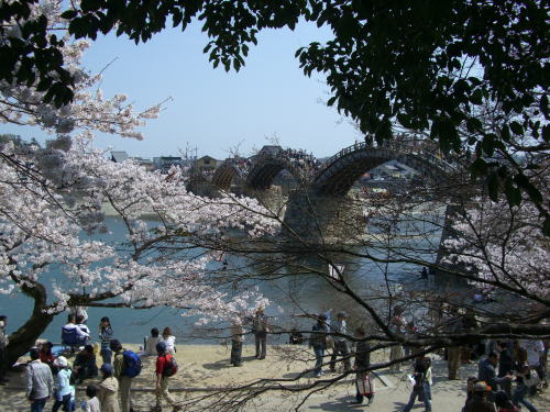 500太鼓橋と桜.jpg