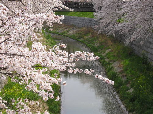 500山崎川に繋る桜.jpg