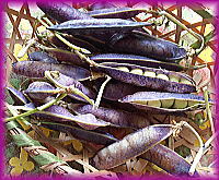 200紫がわ豌豆.jpg