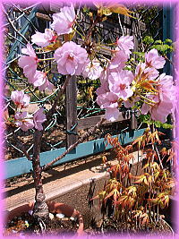 20連れの桜鉢.jpg