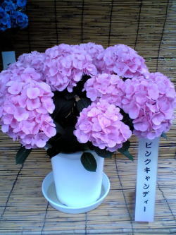 250ピンク紫陽花.jpg