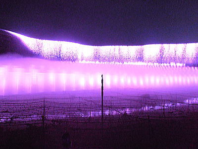 400ナイヤガラ紫.jpg