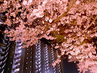 400マンションの夜桜.jpg