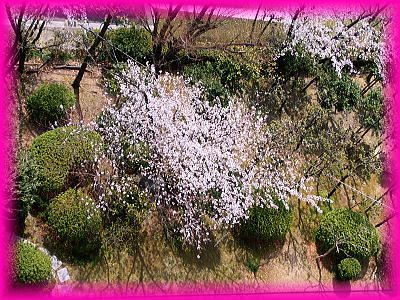 400南側連れの前庭の一番大きい桜.jpg