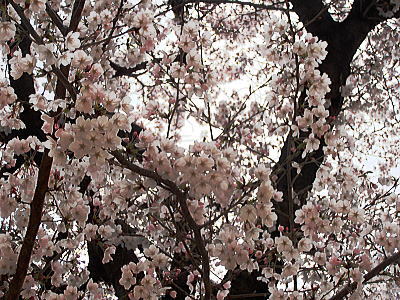 400ﾏﾝｼｮﾝの桜.jpg