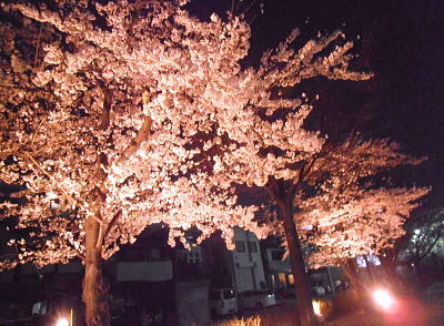 400ﾏﾝｼｮﾝ夜桜.jpg