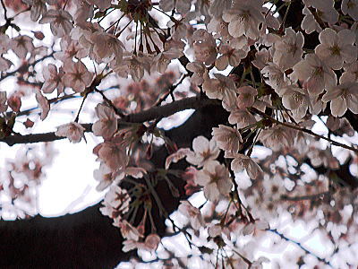 400ﾏﾝｼｮﾝ桜②.jpg