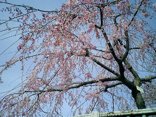 500枝垂れ桜.jpg